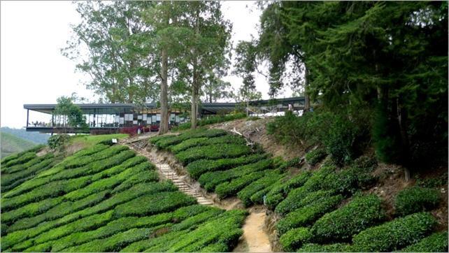 Azizi&Yati Muslim Homestay Cameron Highlands Eksteriør billede